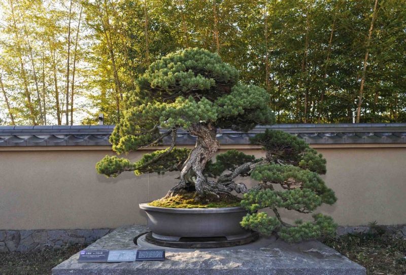 bonsai